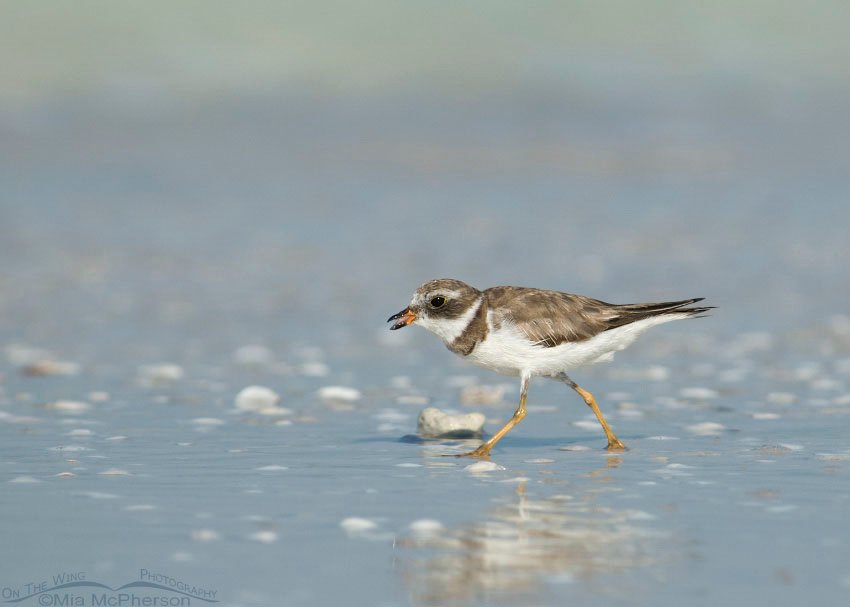 Semipalmated Plover with food, Honeymoon Island State Park, Pinellas County, Florida