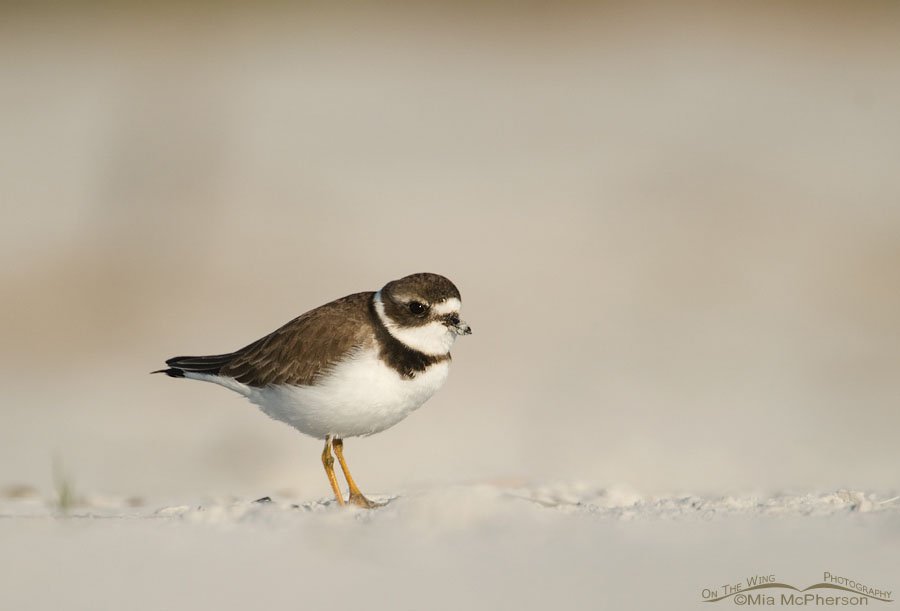 Adult Semipalmated Plover, Fort De Soto County Park, Pinellas County, Florida