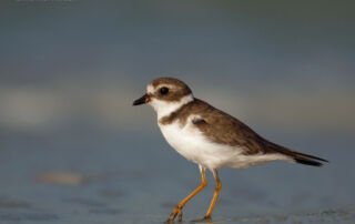 Semipalmated Plover in early morning light