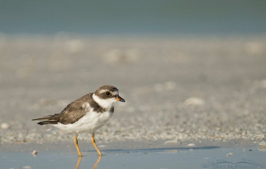 Semipalmated Plover in a tidal pool at Fort De Soto County Park, Pinellas County, Florida