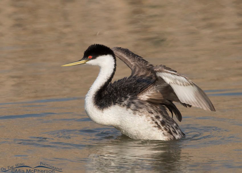 Western Grebe settling on the water after a wing flapping session, Bear River Migratory Bird Refuge, Box Elder County, Utah