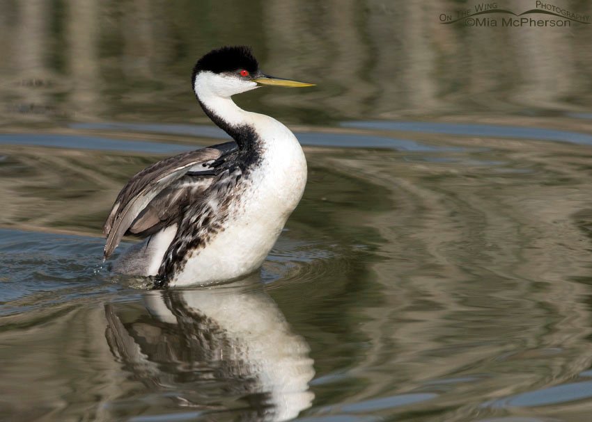 Adult Western Grebe wing flap with chicks still on its back, Bear River Migratory Bird Refuge, Box Elder County, Utah
