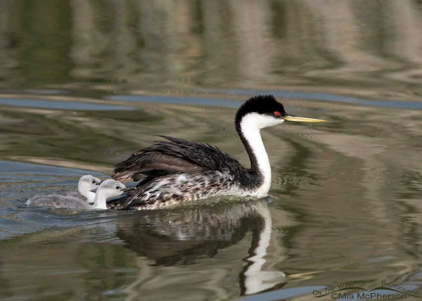 Western Grebe chicks after being dumped into the water at Bear River Migratory Bird Refuge, Box Elder County, Utah