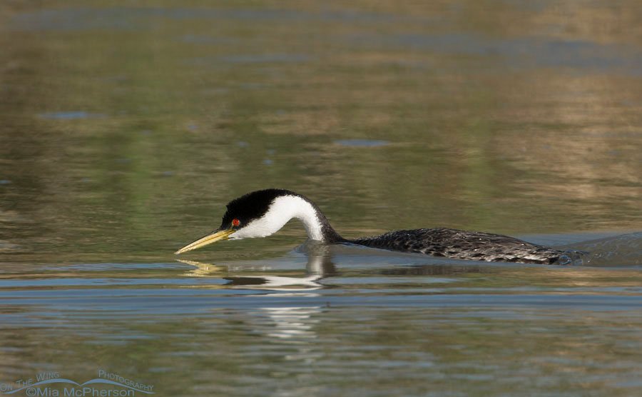 Partially submerged Western Grebe, Bear River Migratory Bird Refuge, Box Elder County, Utah