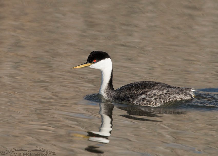 Early spring Western Grebe at Bear River Migratory Bird Refuge, Box Elder County, Utah