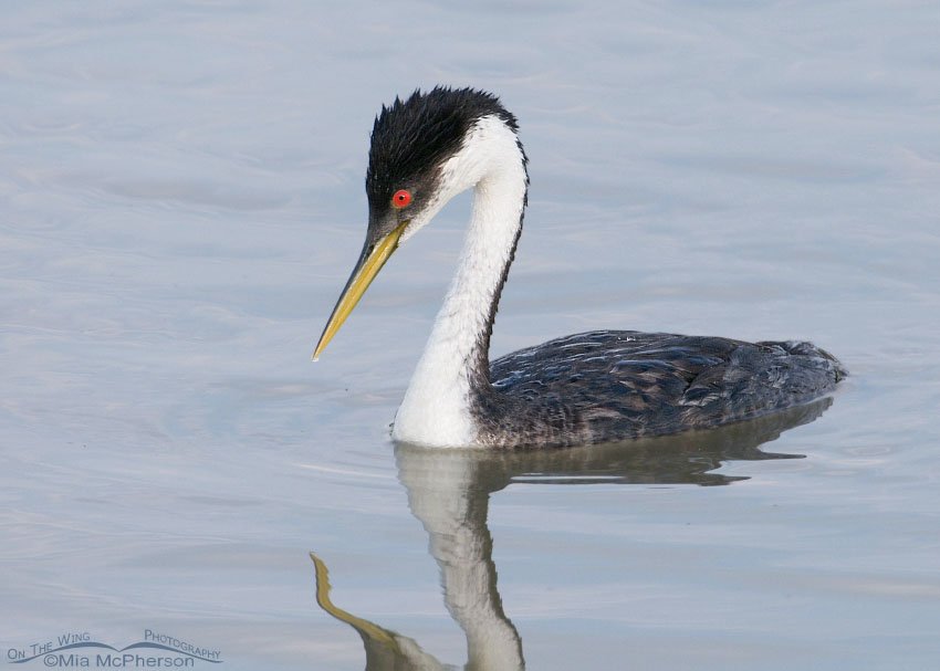 Western Grebe at Bear River MBR, Box Elder County, Utah