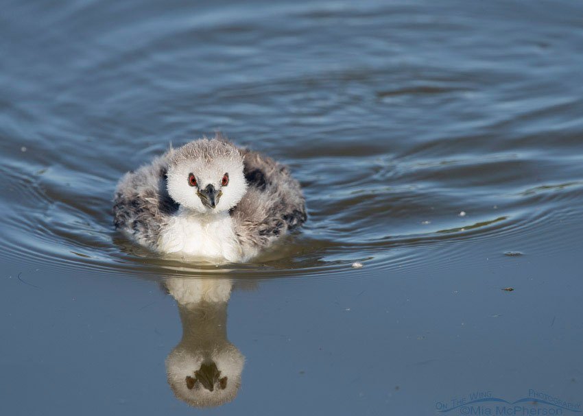 Fluffy Western Grebe chick at Bear River MBR, Box Elder County, Utah