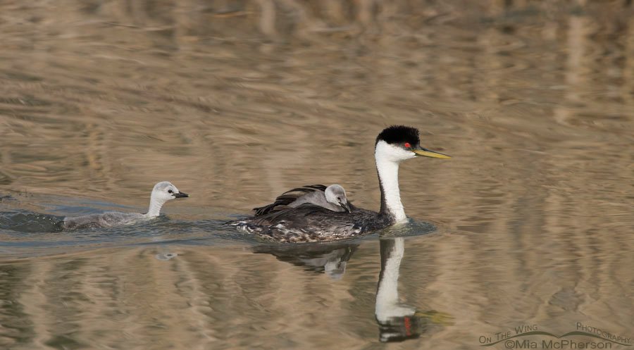 Adult Western Grebe with two of its young, Bear River Migratory Bird Refuge, Box Elder County, Utah