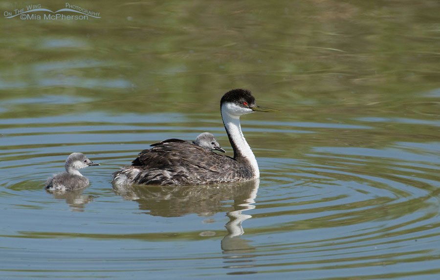 Western Grebe family at Bear River Migratory Bird Refuge, Box Elder County, Utah