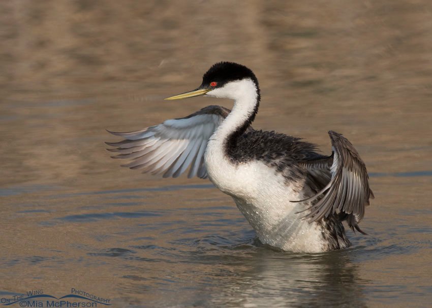 Western Grebe - Wing Flapping nearly completed, Bear River Migratory Bird Refuge, Box Elder County, Utah