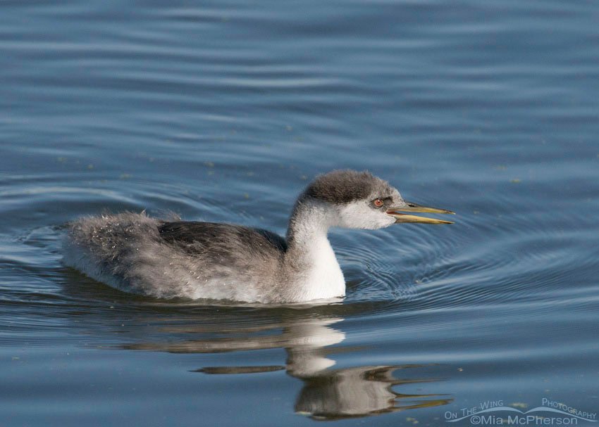 Western Grebe juvenile with open bill at Farmington Bay WMA, Davis County, Utah