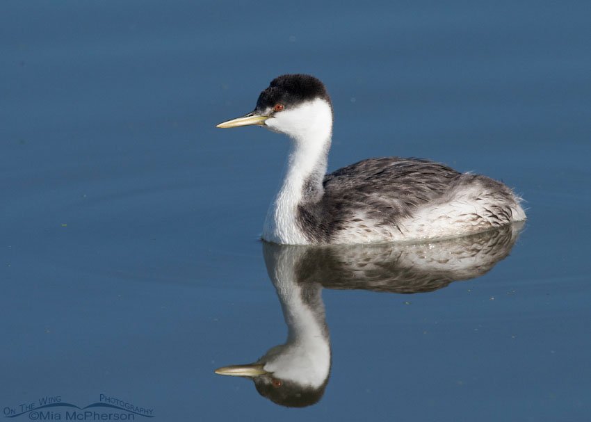 Western Grebe - Setting I, Farmington Bay WMA, Davis County, Utah