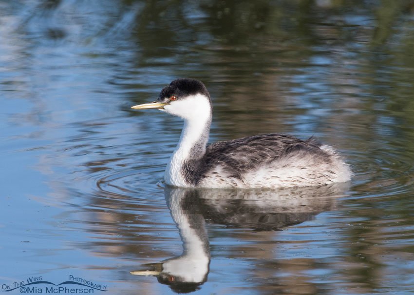 Western Grebe - Setting II, Farmington Bay WMA, Davis County, Utah