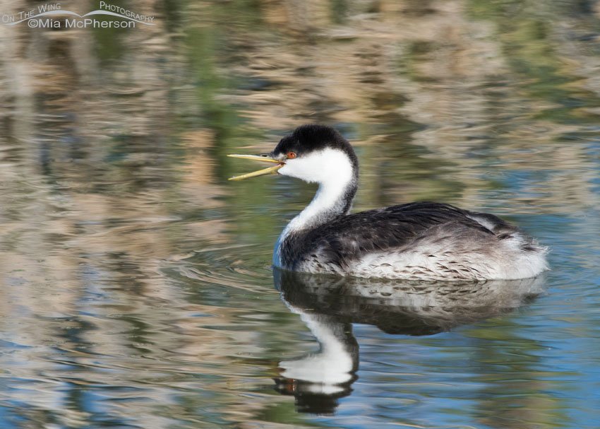 Western Grebe - Setting III, Farmington Bay WMA, Davis County, Utah
