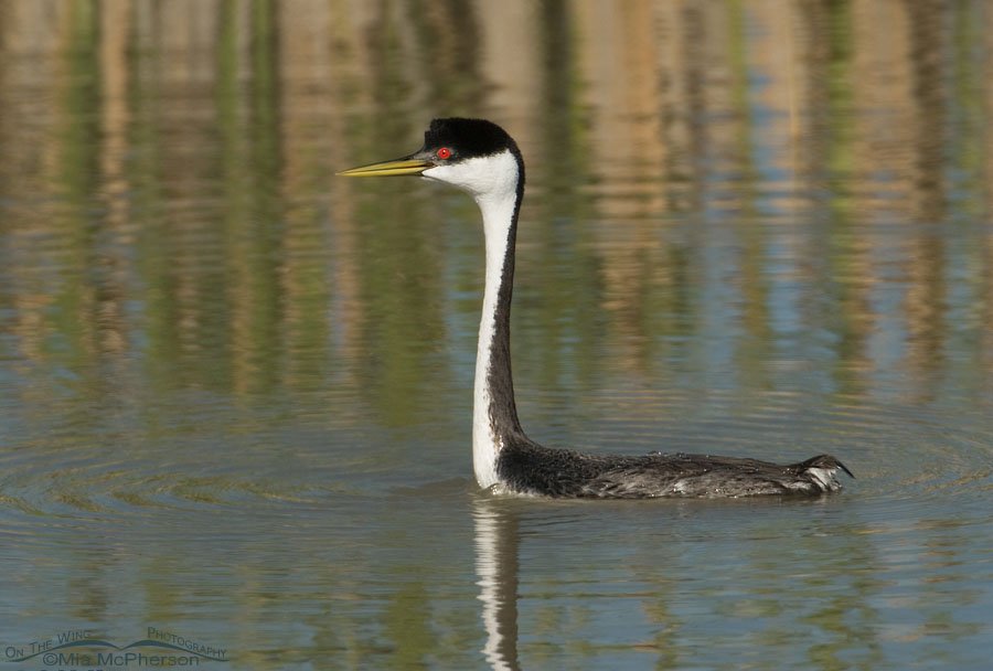 Western Grebe with an eye on another bird, Bear River Migratory Bird Refuge, Box Elder County, Utah