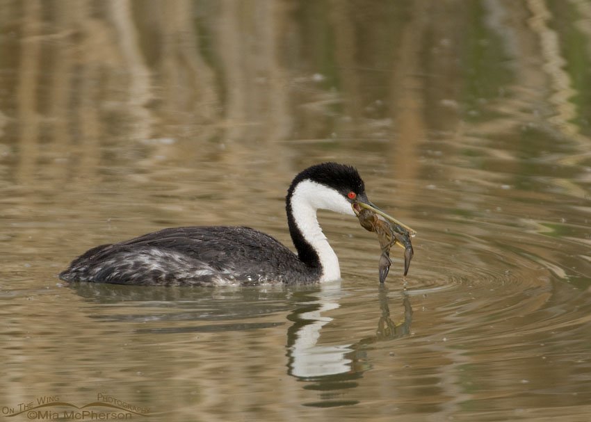Western Grebe eating a crayfish, Bear River Migratory Bird Refuge, Box Elder County, Utah