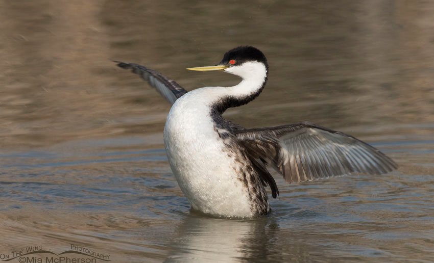 Western Grebe raising up for a wing flapping session at Bear River Migratory Bird Refuge, Box Elder County, Utah