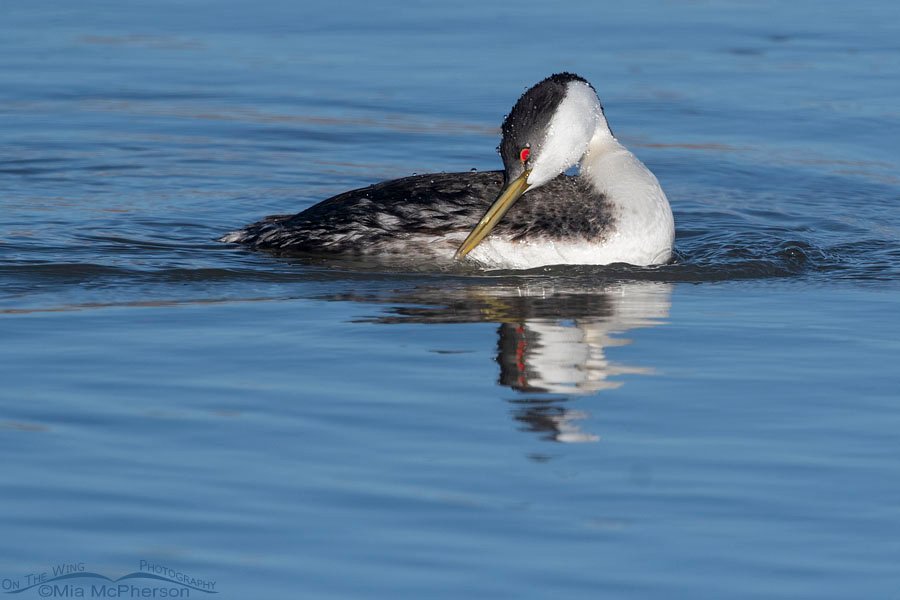 Preening Western Grebe and reflection, Bear River National Wildlife Refuge, Box Elder County, Utah