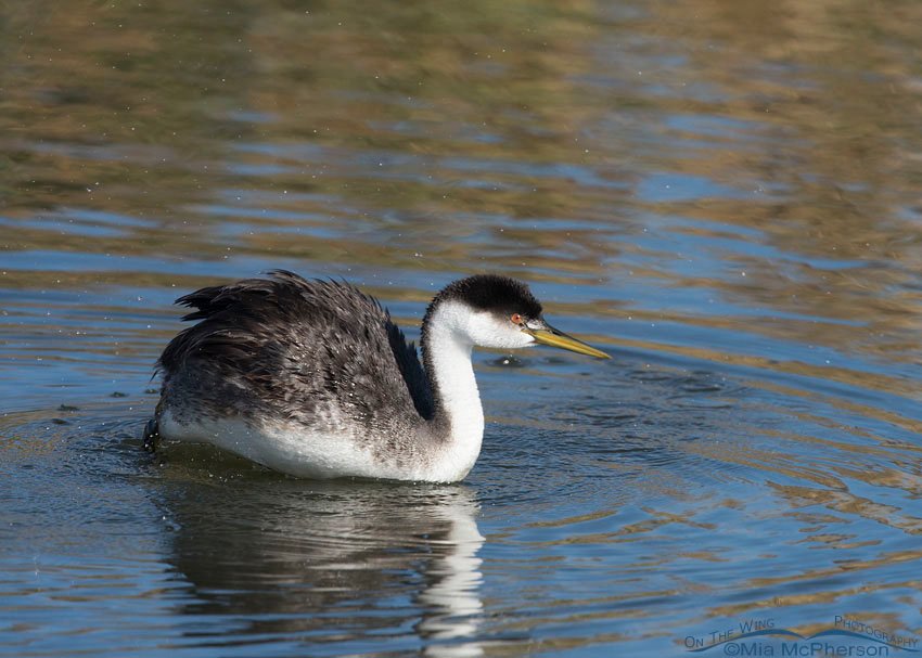Western Grebe settling back onto the water at Farmington Bay WMA, Davis County, Utah