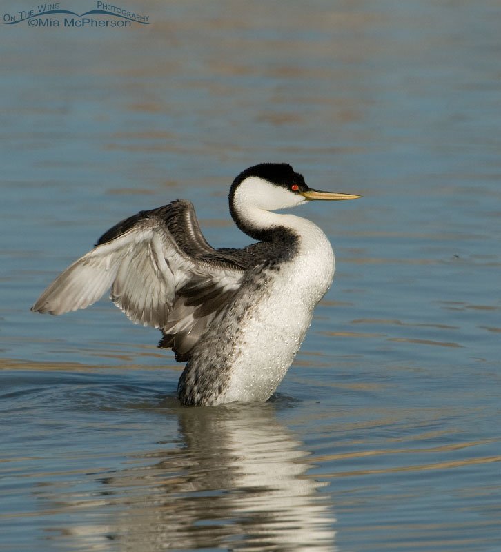 Western Grebe adult flapping its wings, Bear River Migratory Bird Refuge, Box Elder County, Utah