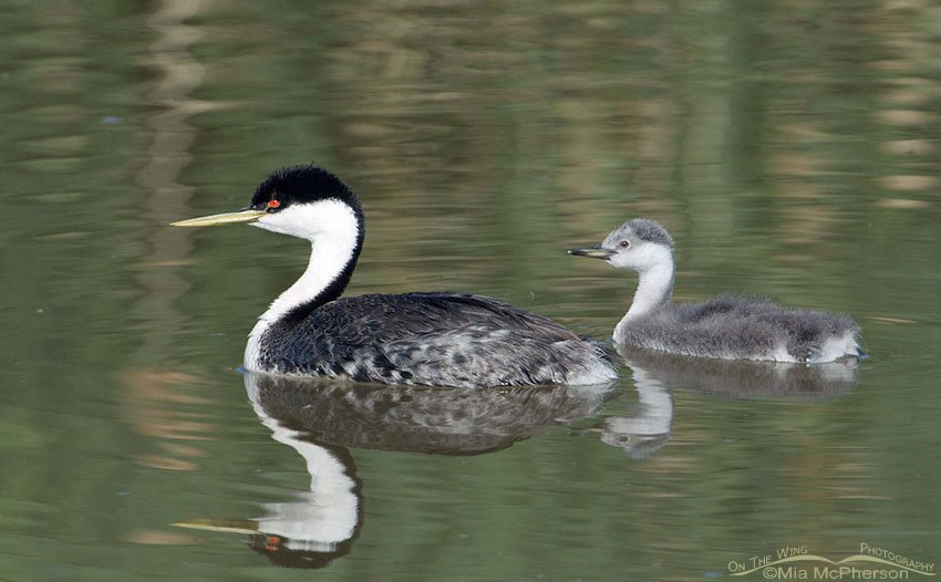 Western Grebe with a nearly half grown chick, Bear River Migratory Bird Refuge, Box Elder County, Utah