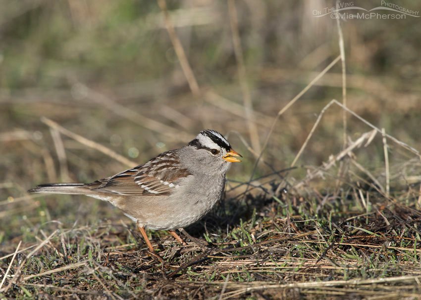 Adult White-crowned Sparrow feeding on the ground, Antelope Island State Park, Davis County, Utah