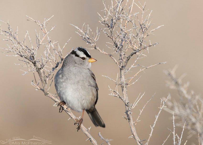 Adult White-crowned Sparrow perched on Antelope Island State Park, Davis County, Utah