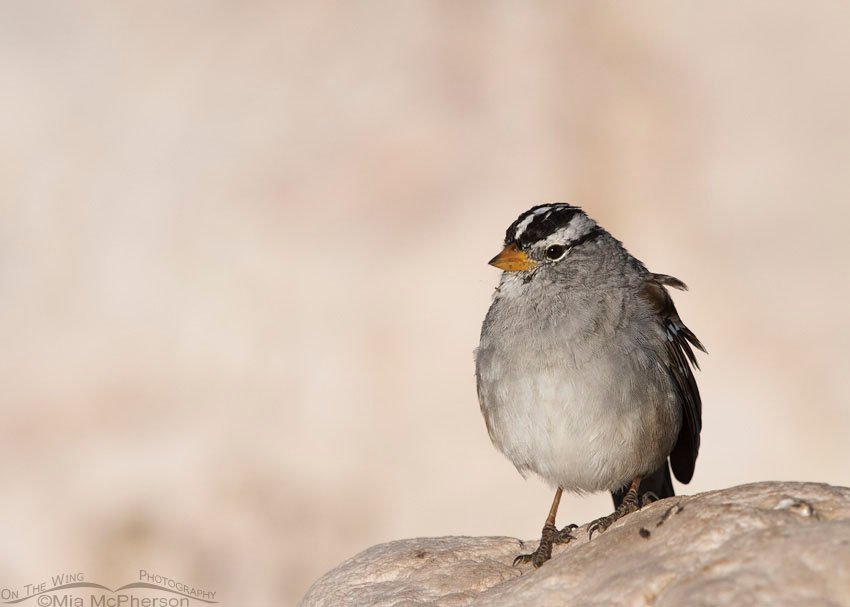 Adult White-crowned Sparrow in April, Antelope Island State Park, Davis County, Utah
