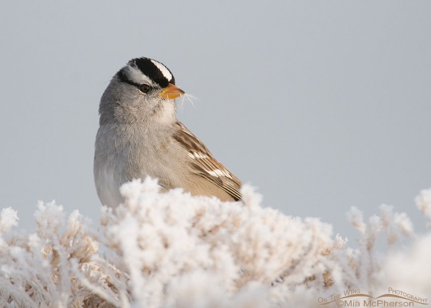 White-crowned Sparrow on frost covered rabbitbrush, the causeway to Antelope Island State Park in northern Utah