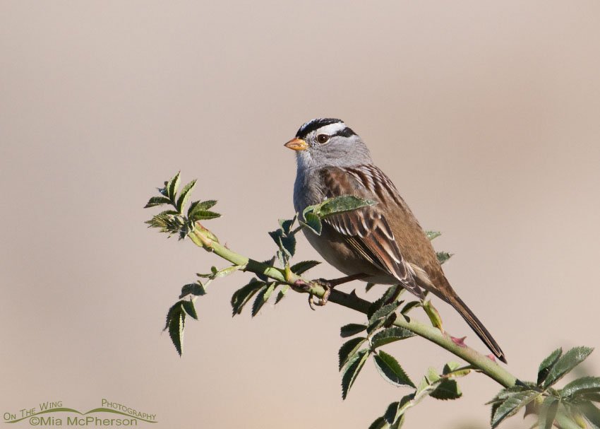 Adult White-crowned Sparrow on a wild Rose bush in northern Utah.