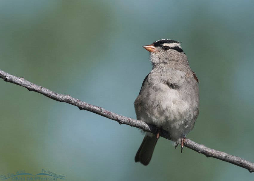 Perky White-crowned Sparrow (Interior West subspecies), Red Rock Lakes National Wildlife Refuge, Centennial Valley, Beaverhead County, Montana