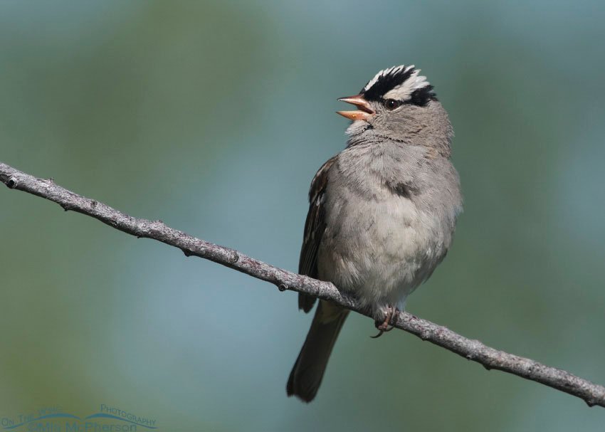 Singing adult White-crowned Sparrow at Red Rock Lakes NWR (Interior West subspecies), Montana