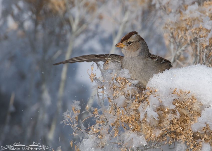 Juvenile White-crowned Sparrow landing and knocking frost off of Rabbitbrush at Farmington Bay WMA
