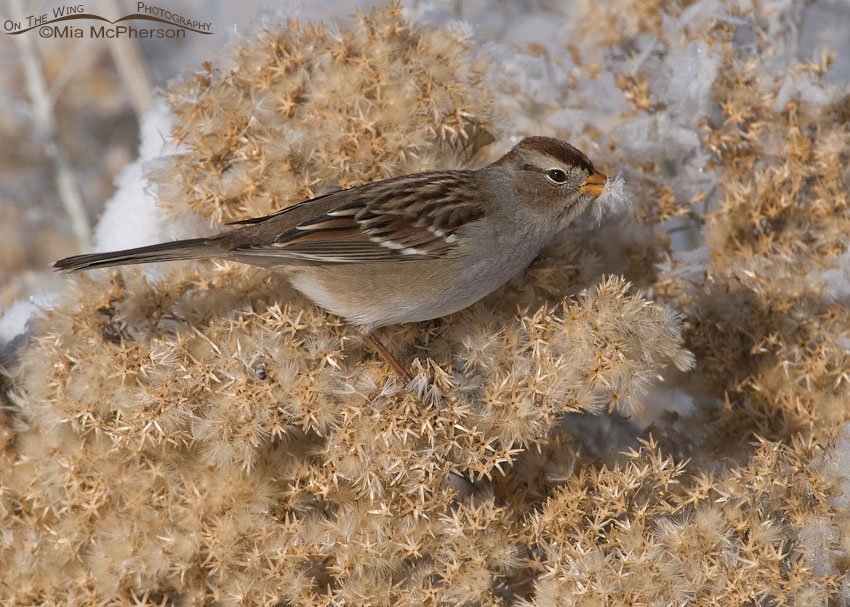 Juvenile White-crowned Sparrow with a frost covered seed, Farmington Bay WMA, Davis County, Utah