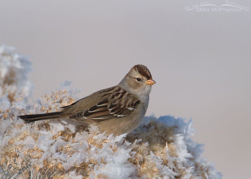Hoar frost and a White-crowned Sparrow juvenile on snow-covered Rabbitbrush in northern Utah
