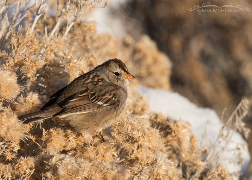 Juvenile White-crowned Sparrow on a snow-covered Rabbitbrush, Antelope Island State Park, Utah