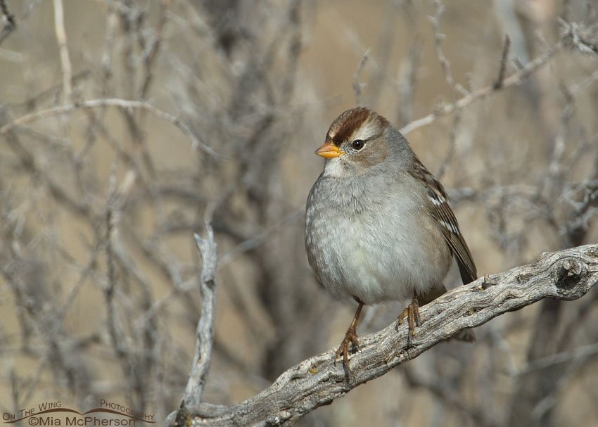 Juvenile White-crowned Sparrow at Farmington Bay perched in some brush, Utah