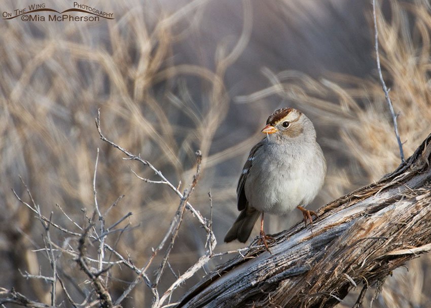 White-crowned Sparrow juvenile on a dead sagebrush, Antelope Island State Park, Davis County, Utah