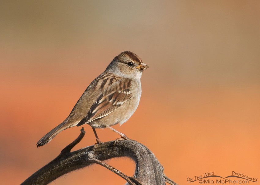 Juvenile White-crowned Sparrow near a pumpkin patch in Davis County, Utah