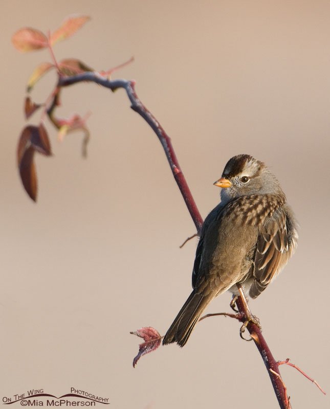 Juvenile White-crowned Sparrow on a wild Rose stem in northern Utah