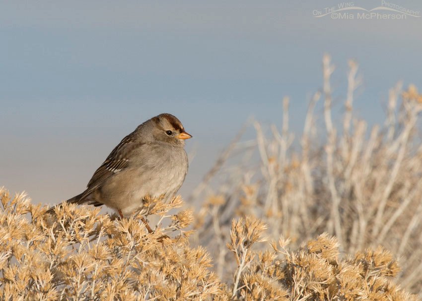 Juvenile White-crowned Sparrow first winter perched on rabbitbrush, Antelope Island State Park, Davis County, Utah