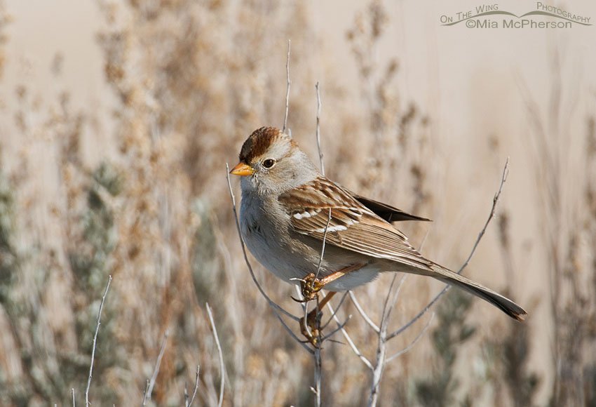 Juvenile White-crowned Sparrow (Zonotrichia leucophrys), northern Utah