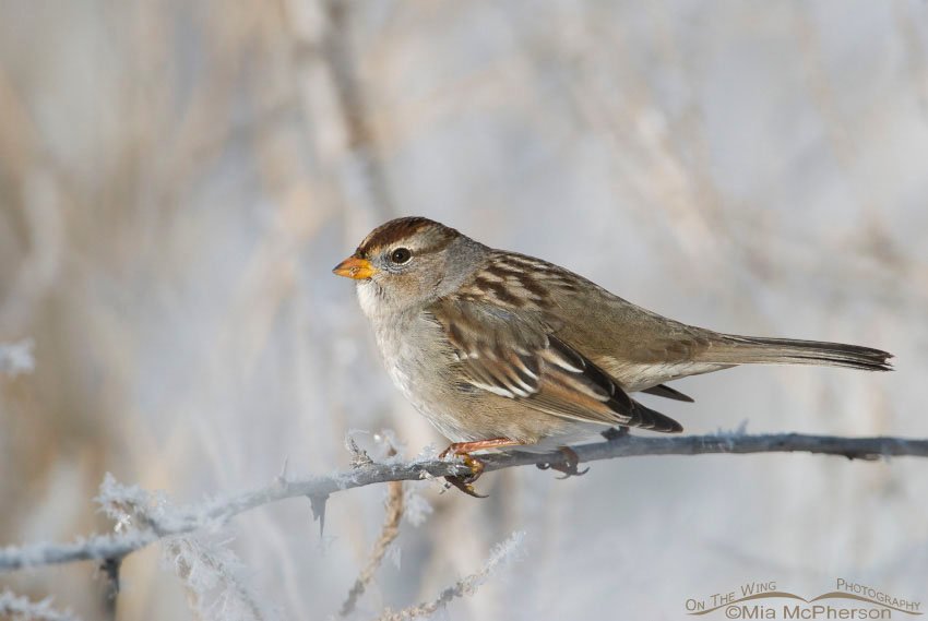 Snowy day White-crowned Sparrow perched on barbed wire at Farmington Bay WMA, Utah