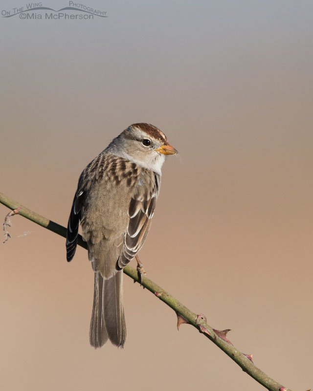 An over the shoulder look from a juvenile White-crowned Sparrow at Farmington Bay WMA, Davis County, Utah