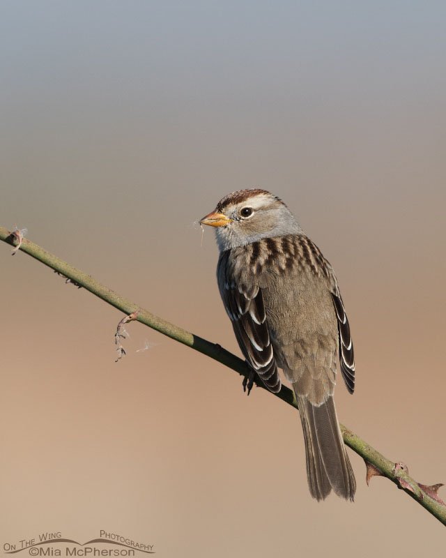 Juvenile White-crowned Sparrow on a wild rose, Farmington Bay WMA, Davis County, Utah