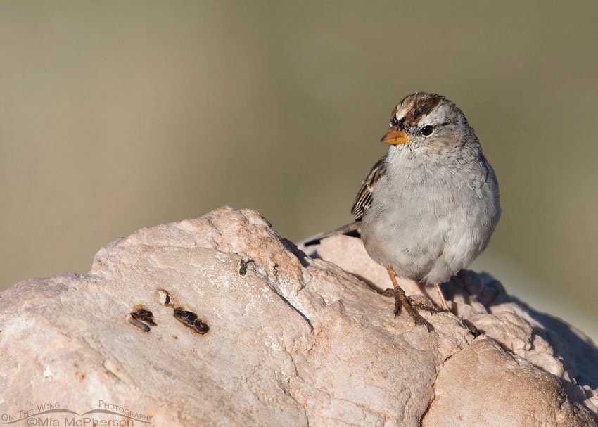 White-crowned Sparrow immature showing molting feathers, Antelope Island State Park, Davis County, Utah