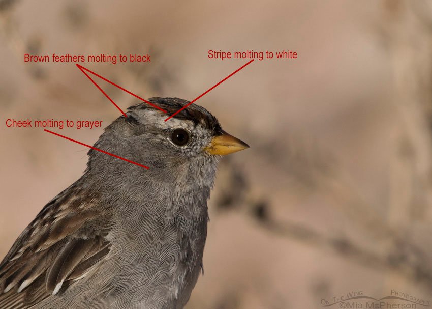 Portrait showing molt in an immature White-crowned Sparrow, Antelope Island State Park, Davis County, Utah