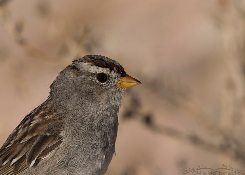 Portrait showing molt in an immature White-crowned Sparrow, Antelope Island State Park, Davis County, Utah