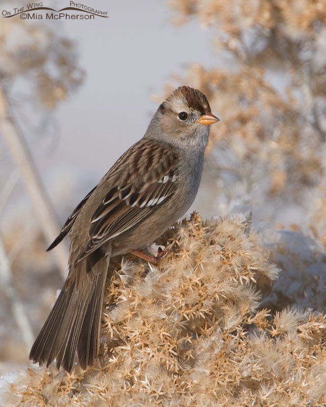 An alert White-crowned Sparrow juvenile on a winter day at Farmington Bay WMA, Utah perched on Rabbitbrush