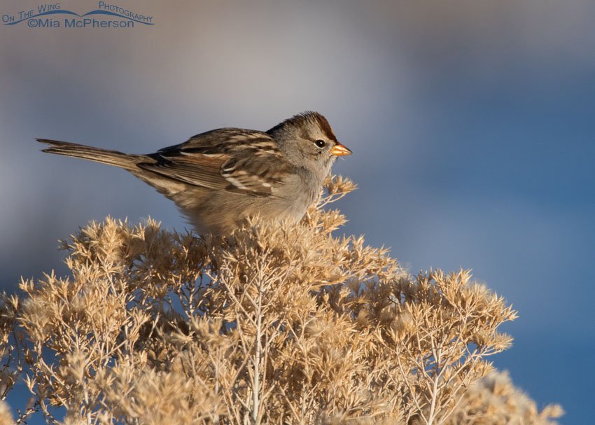 White-crowned Sparrow on New Years Day 2015, Utah